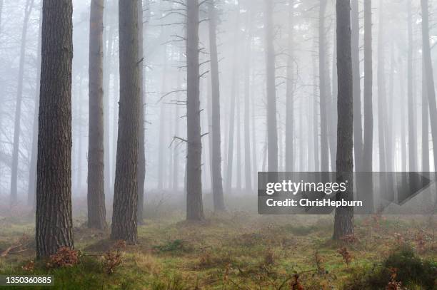 cannock chase, staffordhire, england, uk - cannock wood stock pictures, royalty-free photos & images