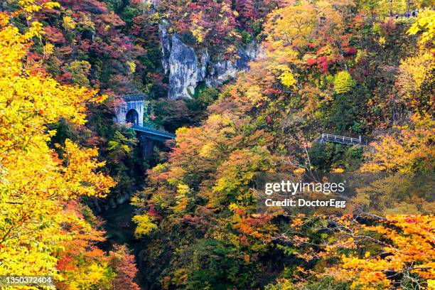 scenic view of colourful maple forest at naruko gorge viewpoint, miyagi, sendai, japan - 仙台 ストックフォトと画像