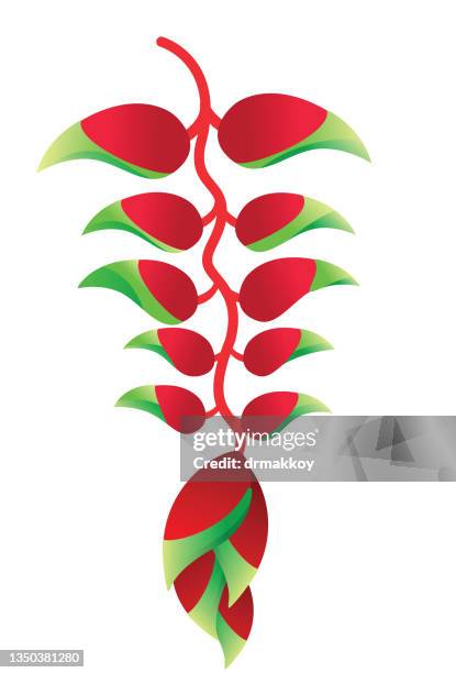 heliconia blume - heliconia stock-grafiken, -clipart, -cartoons und -symbole