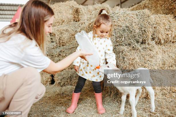 little girl feeding the lamb with her mother - petting zoo stock pictures, royalty-free photos & images