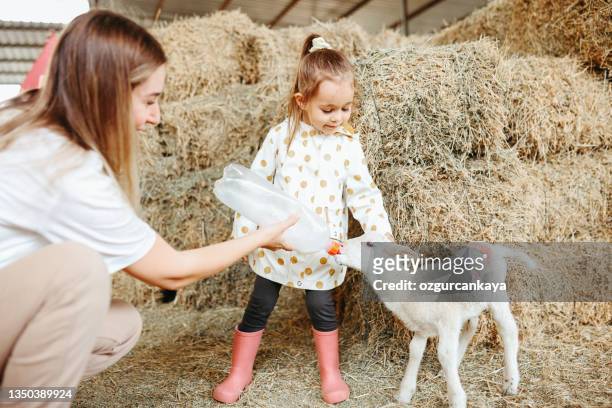 niña alimentando al cordero con su madre - lamb animal fotografías e imágenes de stock
