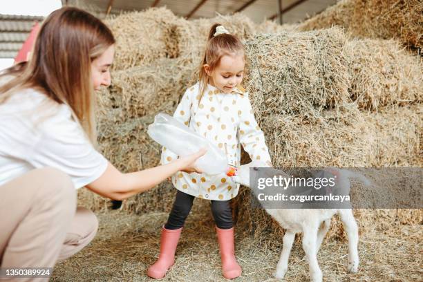 little girl feeding the lamb with her mother - animal related occupation 個照片及圖片檔