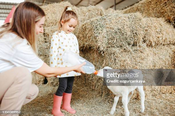 little girl feeding the lamb with her mother - agritourism stock pictures, royalty-free photos & images