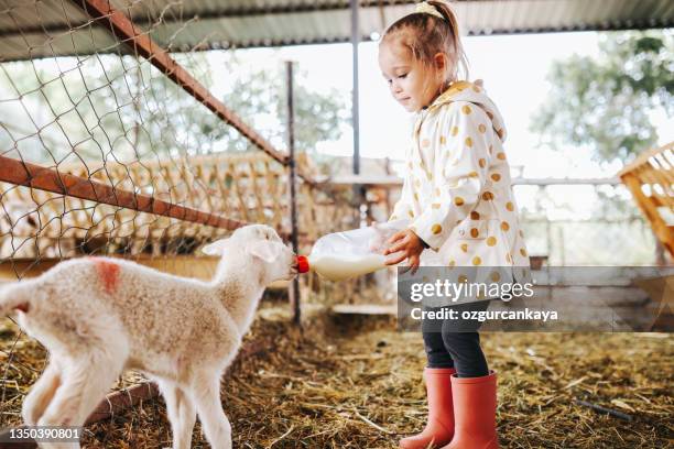 little girl bottle feed a baby lamb - agritoerisme stockfoto's en -beelden