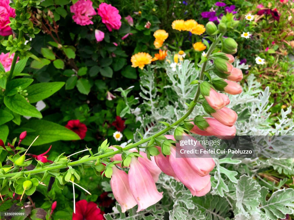Digitalis flowers in bloom at Akureyri