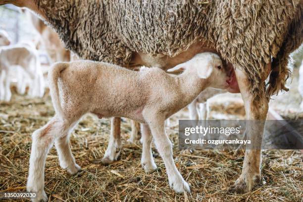 portrait of lovely lamb staring at the camera in sheep pen. in background flock of sheep eating food in cattle farm. - lamb suckling stock pictures, royalty-free photos & images
