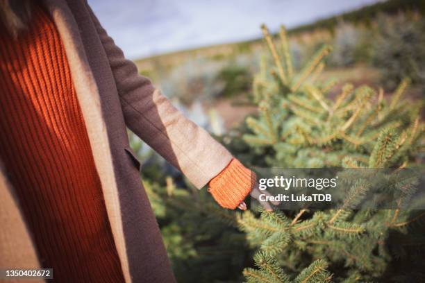 chilly day spent outdoors - tree farm stock pictures, royalty-free photos & images