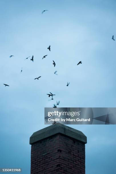 chimney swifts (chaetura pelagica), fredericton, new brunswick, canada - swift bird stock pictures, royalty-free photos & images