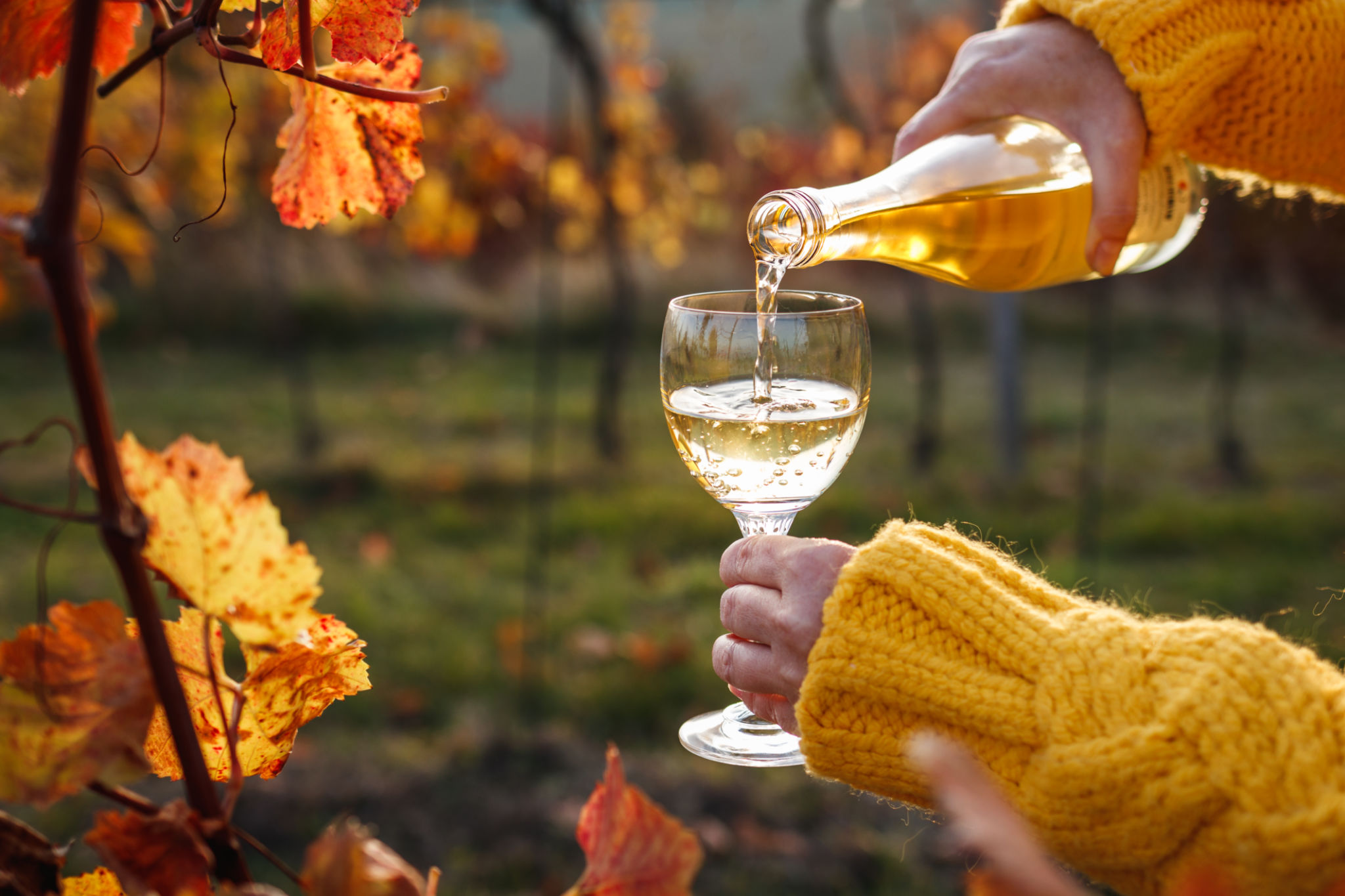 autumn wine