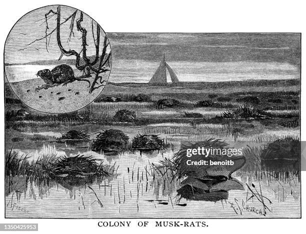 colony of muskrats - muskrat canada stock illustrations