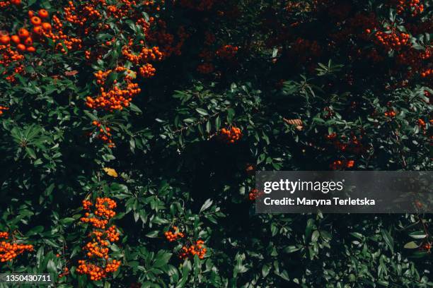 rowan bush with orange berries. - rowanberry stock pictures, royalty-free photos & images