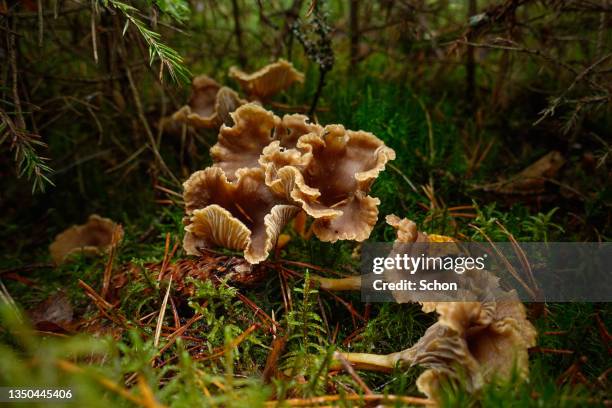 close-up of funnel chanterelles in a forest - cantharellus tubaeformis stock pictures, royalty-free photos & images