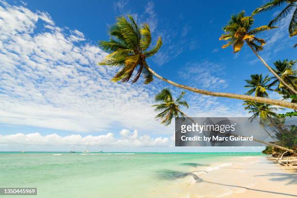 tropical paradise, pigeon point beach, tobago, trinidad and tobago - trinidad and tobago stock pictures, royalty-free photos & images