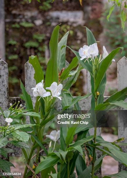 37 Hedychium Photos And Premium High Res Pictures Getty Images 37 Hedychium Photos And Premium High Res Pictures Getty Images