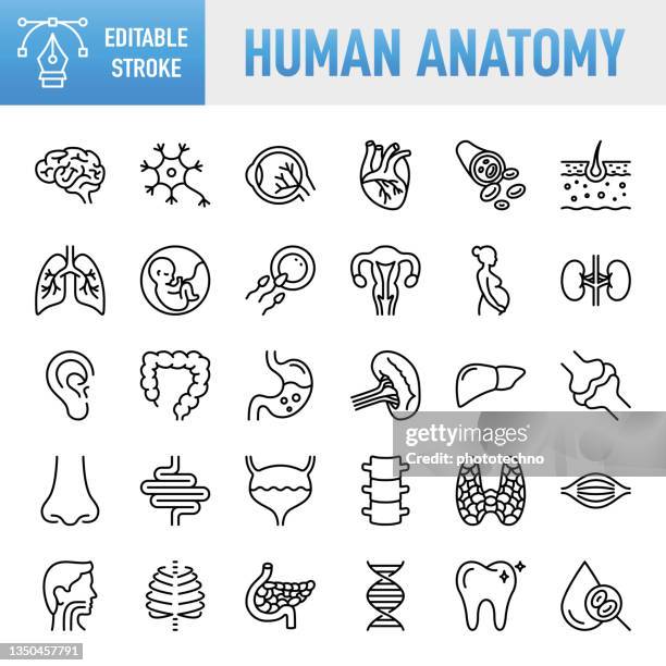 thin line vector icon set. pixel perfect. editable stroke. for mobile and web. the set contains icons: internal organ, human internal organ, healthcare and medicine, anatomy, lung, heart - internal organ, the human body, liver - organ, stomach, muscle, ut - healthcare icon set stock illustrations