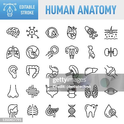 Thin line vector icon set. Pixel perfect. Editable stroke. For Mobile and Web. The set contains icons: Internal Organ, Human Internal Organ, Healthcare And Medicine, Anatomy, Lung, Heart - Internal Organ, The Human Body, Liver - Organ, Stomach, Muscle, Ut Thin line vector icon set. Pixel perfect. Editable stroke. For Mobile and Web. The set contains icons: Internal Organ, Human Internal Organ, Healthcare And Medicine, Anatomy, Lung, Heart - Internal Organ, The Human Body, Liver - Organ, Stomach, Muscle, Ut