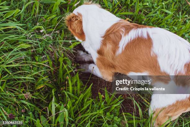 puppy dog making a well in the garden in the garden - digging bildbanksfoton och bilder