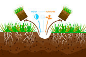 Lawn aeration. Lawn grass care, gardening service, benefits of aeration.