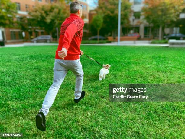 man runs with coton de tuléar - small dog stock pictures, royalty-free photos & images