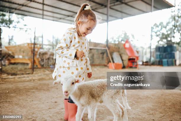 little girl with the lamb around the farm - getkilling bildbanksfoton och bilder