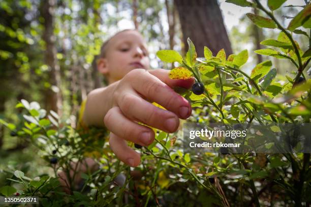 child eating fresh ripe blueberries from a bush in a pine forest on a sunny summer day - berries and hand stock pictures, royalty-free photos & images
