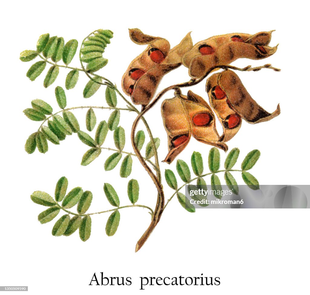 Old chromolithograph illustration of Botany, jequirity bean or rosary pea (Abrus precatorius)