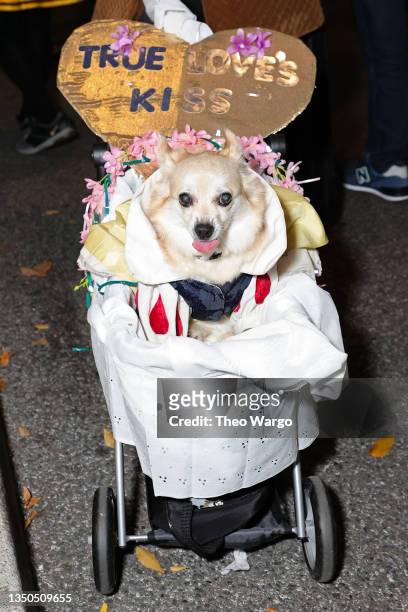 View of dog in costume at the 2021 New York City Halloween Parade on October 31, 2021 in New York City.