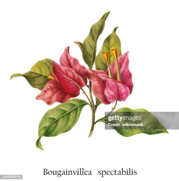 old chromolithograph illustration of botany, great bougainvillea (bougainvillea spectabilis) - reino vegetal fotografías e imágenes de stock