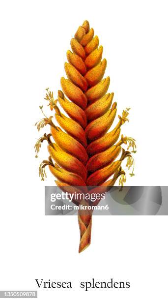 old chromolithograph illustration of botany, vriesea splendens or flaming sword - chromolithograph stock pictures, royalty-free photos & images