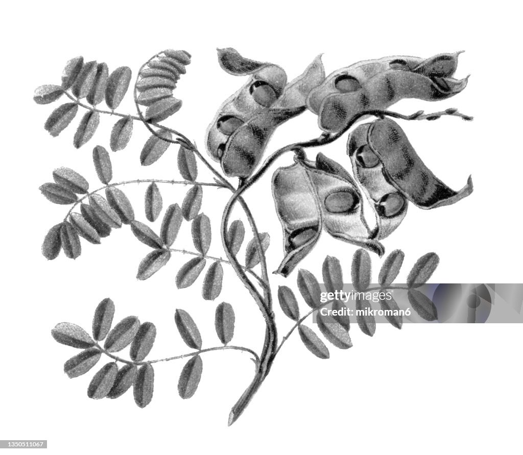 Old chromolithograph illustration of Botany, jequirity bean or rosary pea (Abrus precatorius)