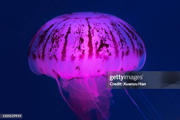 close up of jellyfish swimming - chrysaora - fotografias e filmes do acervo