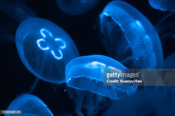close-up of jellyfish swimming - medusa común fotografías e imágenes de stock