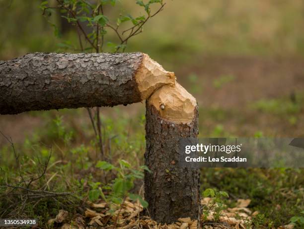 tree gnawed by beavers - beaver stock-fotos und bilder