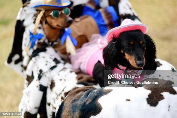 Dachshunds dressed as cowgirls are seen at the Haute Dog Howl'oween Parade at Marina Vista Park on October 31, 2021 in Long Beach, California.