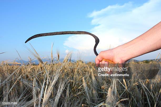 paddy and wheat scythe - sickle stock pictures, royalty-free photos & images