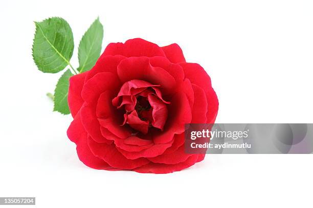 rose on white - red bud stock pictures, royalty-free photos & images