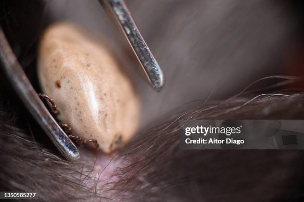 tweezers about to remove a tick embedded in a dog's skin. germany - wood tick stock pictures, royalty-free photos & images