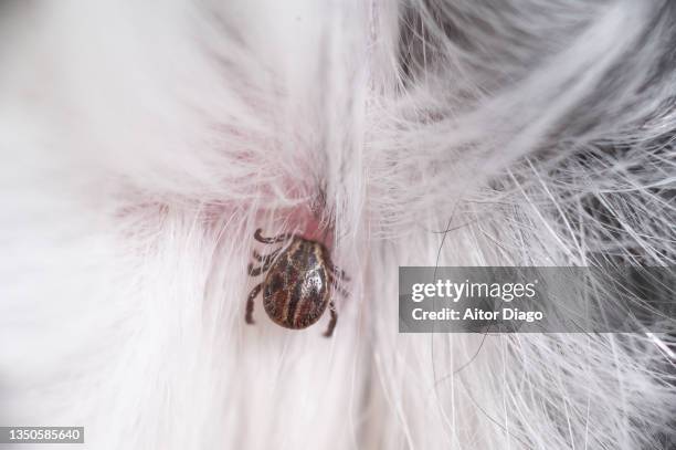 macro photograph of a small tick embedded in the skin of a dog. germany - tique brune du chien photos et images de collection