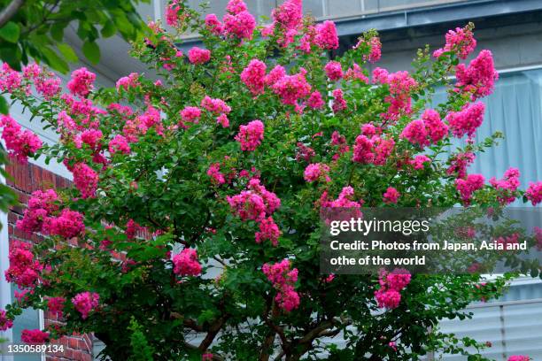 japanese crape myrtle flower / lagerstroemia indica - crape myrtle stock-fotos und bilder