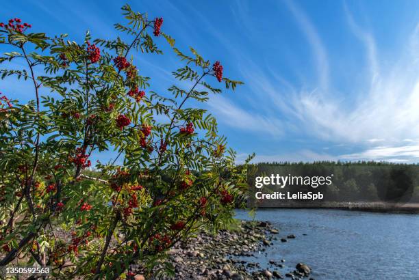 rowan bush on the sandy shore of the lake - rowan tree stock pictures, royalty-free photos & images