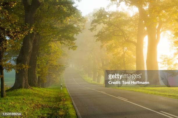 beautiful road through an avenue on a misty sunrise - driving in fog stock pictures, royalty-free photos & images
