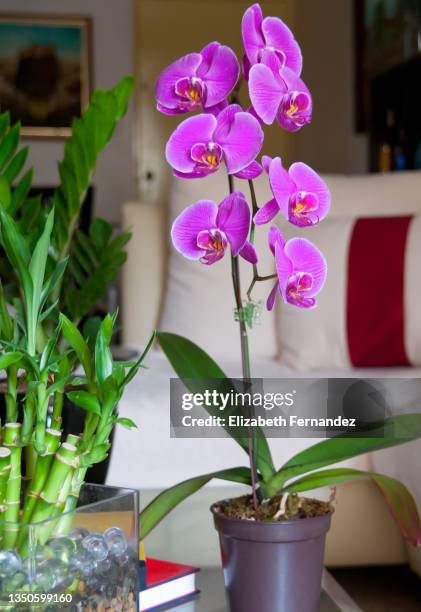 potted orchid flower on table in living room - moth orchid stock-fotos und bilder