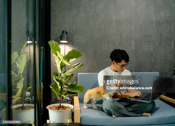 asian man lives in an apartment with his dog during the pandemic. - man laptop dog stock pictures, royalty-free photos & images