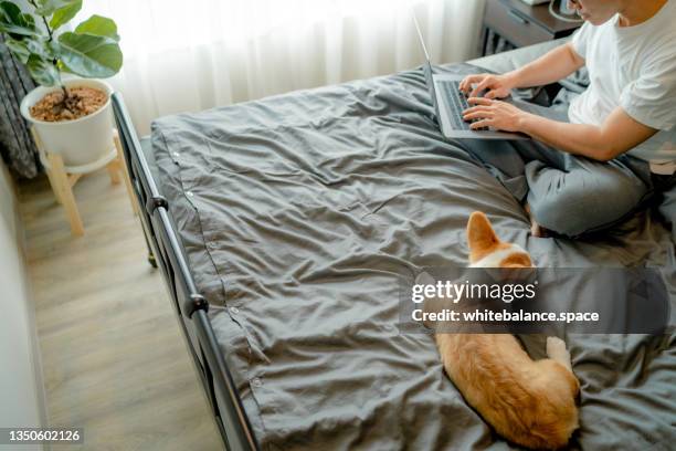 pet trying to get their owner’s attention. - innocuous stock pictures, royalty-free photos & images