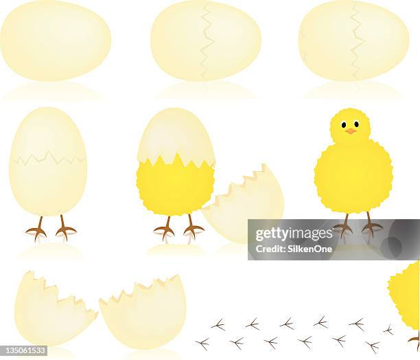 illustrazioni stock, clip art, cartoni animati e icone di tendenza di tratteggio di chick - animale appena nato