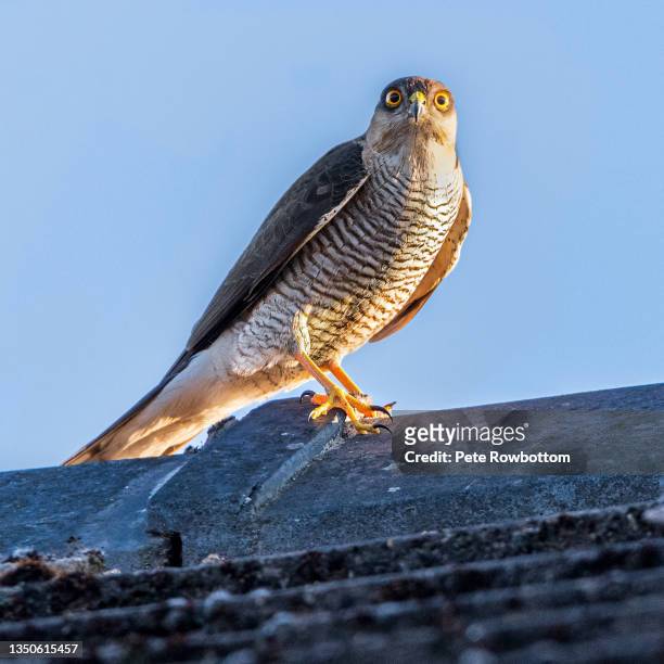 kestrel on urban rooftop - sparrowhawk stock pictures, royalty-free photos & images