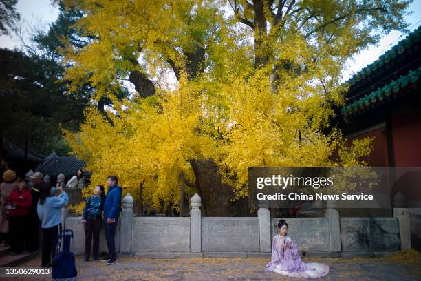 Tourists enjoy the golden scenery in autumn at Dajue Temple on October 31, 2021 in Beijing, China.