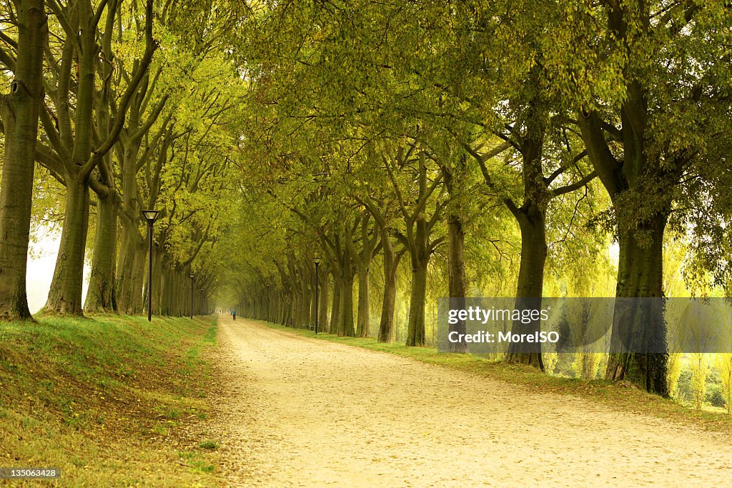 A dirt road leading down a path of trees