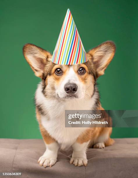 corgi puppy in birthday hat - pembroke welsh corgi puppy foto e immagini stock