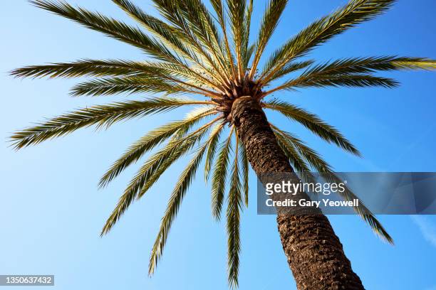 palm tree and sky - palm tree stock pictures, royalty-free photos & images